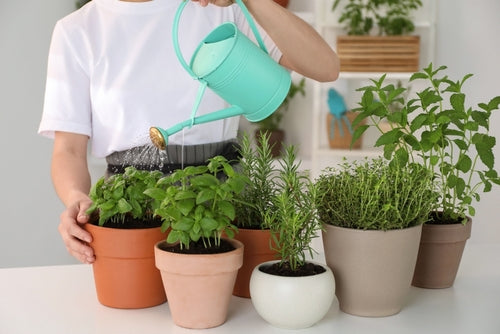 Grow Your Own Herbs for Skincare